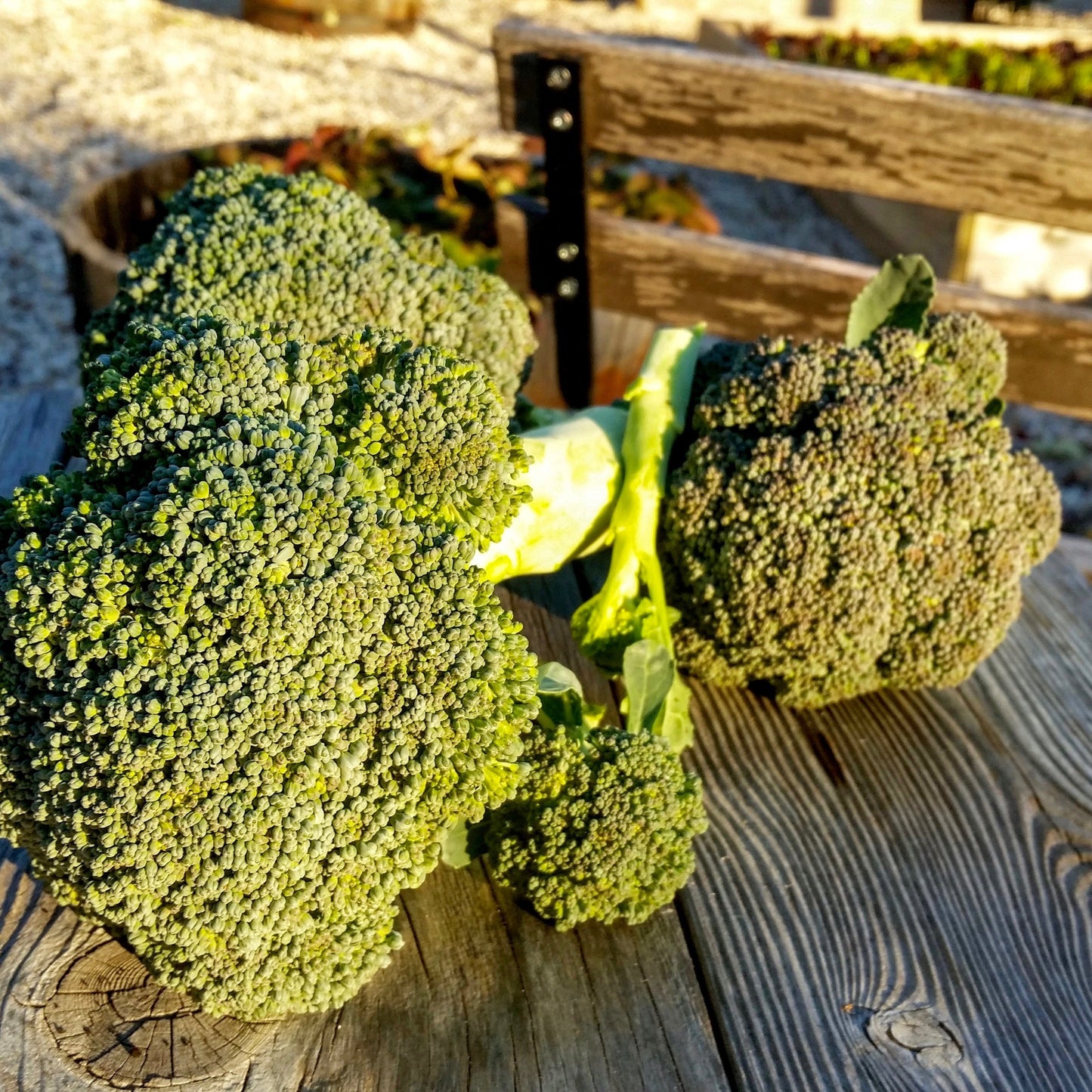 Broccoli, Waltham