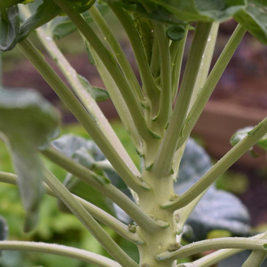 Brussels Sprout, Long Island Improved