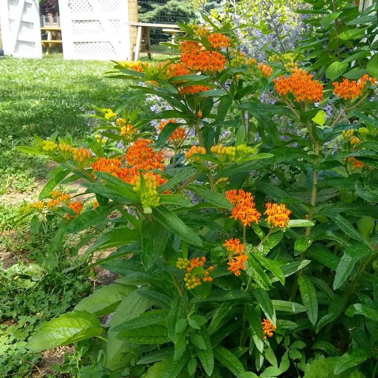 Butterfly Weed, Pleisy Root