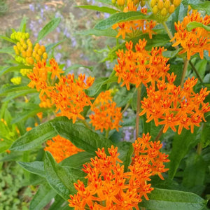 Butterfly Weed, Pleisy Root