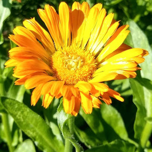 Calendula, Alpha