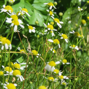 Chamomile, Roman