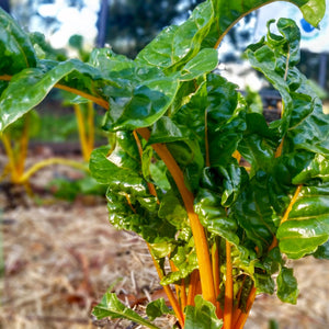 Chard, Orange Cushaw