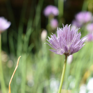 Chive, Fine Leaf