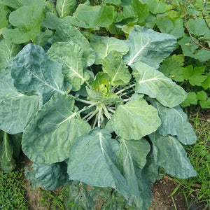 Collards, Champion