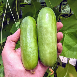 Cucumber, Picolino