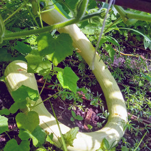 Cucumber, Armenian