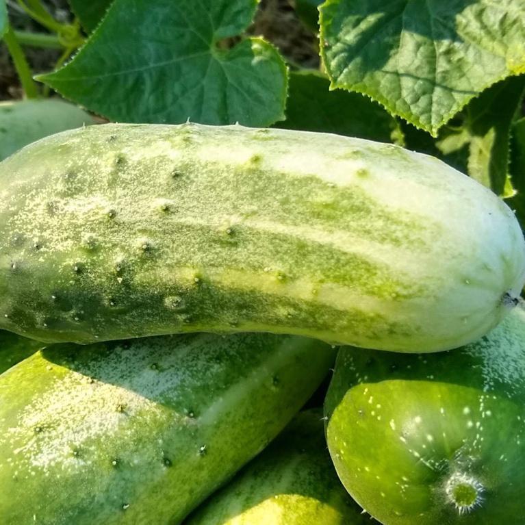 Cucumber, Little Leaf