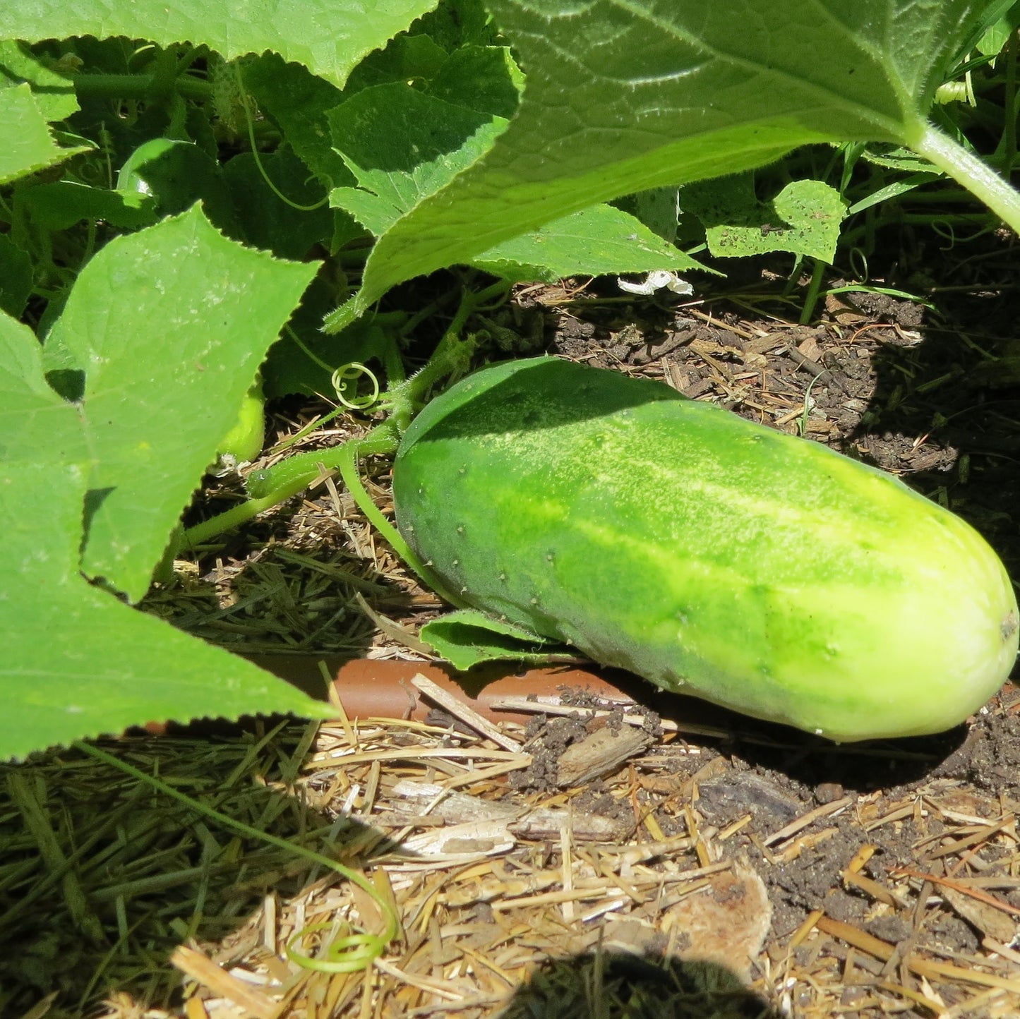 Cucumber, Little Leaf