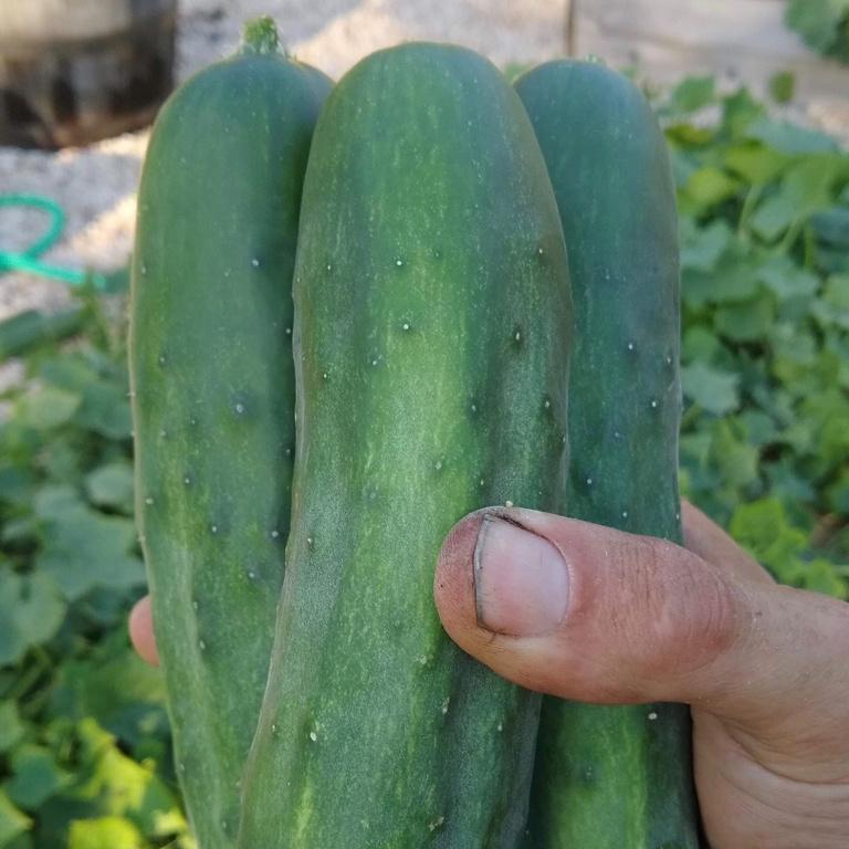 Cucumber, Marketmoore