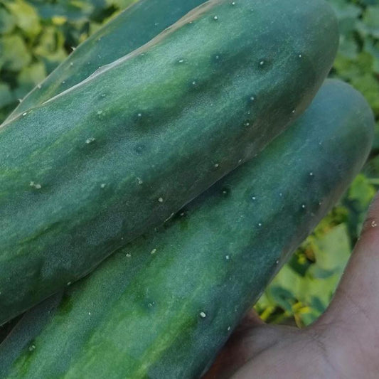 Cucumber, Marketmoore