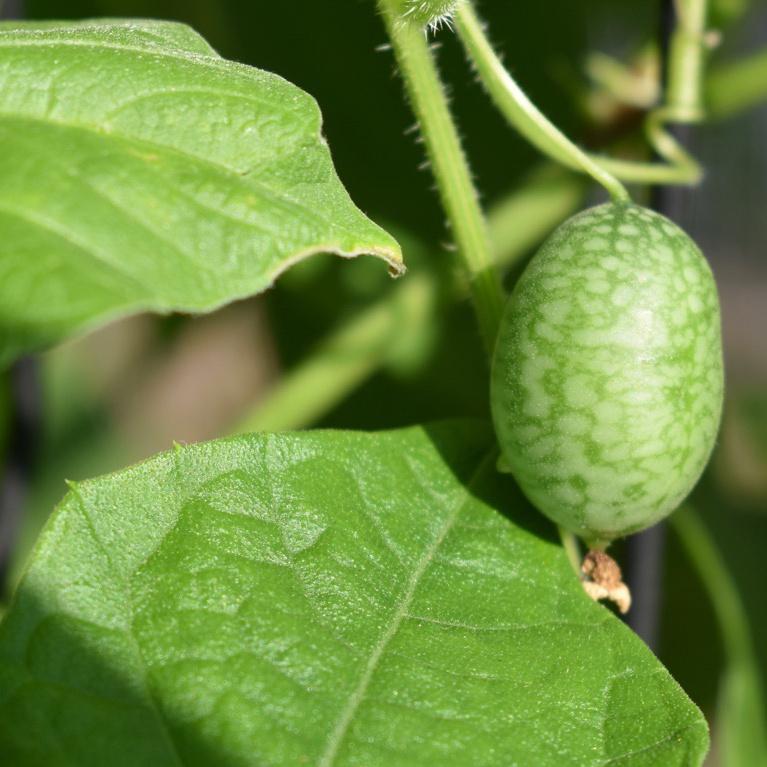 Cucumber, Mexican Sour Gerkin