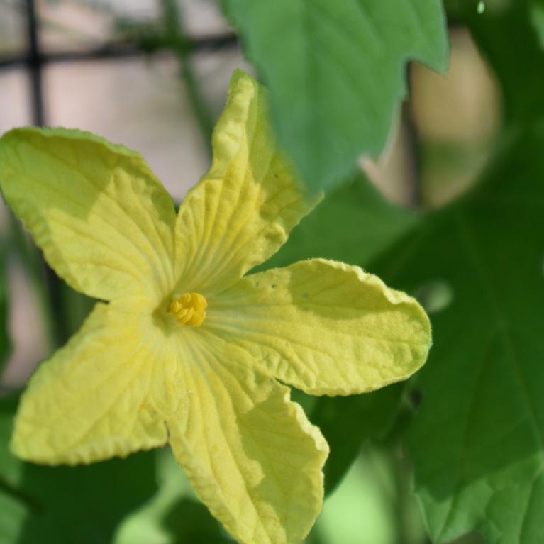 Cucumber, Mexican Sour Gerkin