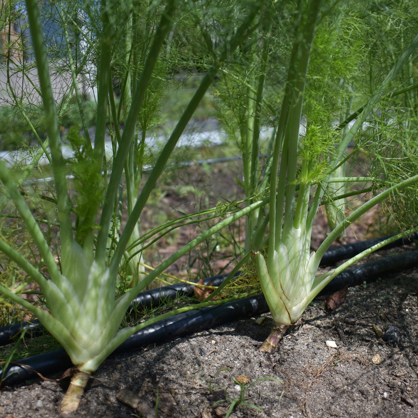 Fennel, Perfection