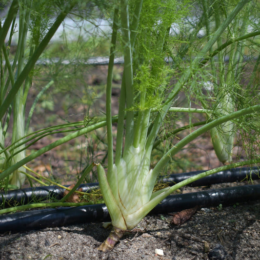 Fennel, Perfection