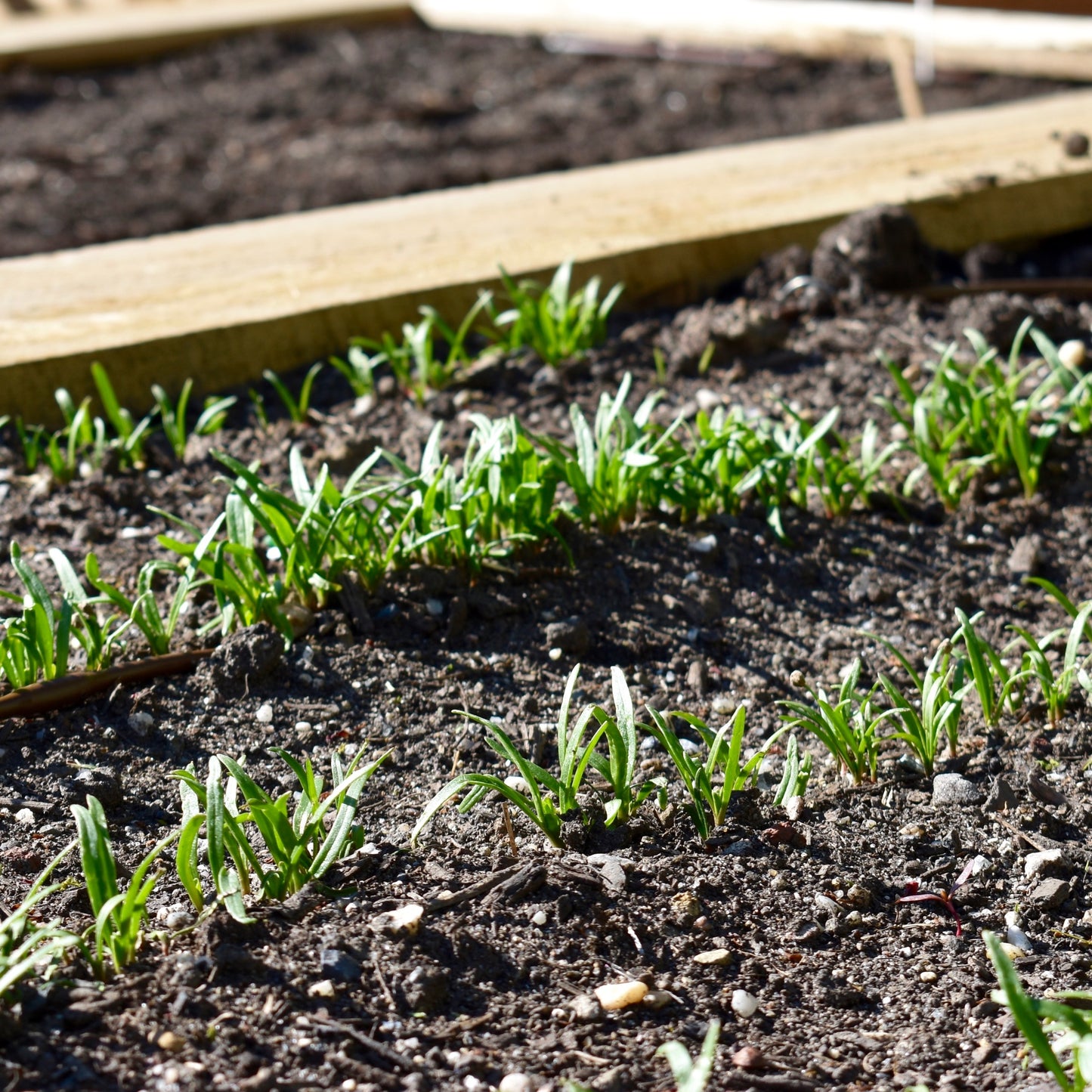 Soil Testing and Recommendation