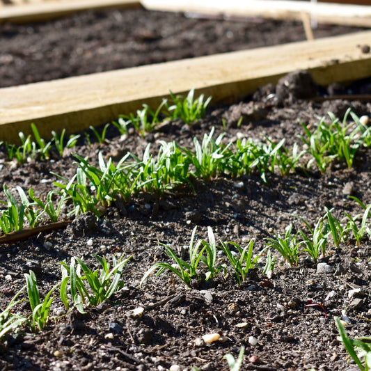 Soil Testing and Recommendation