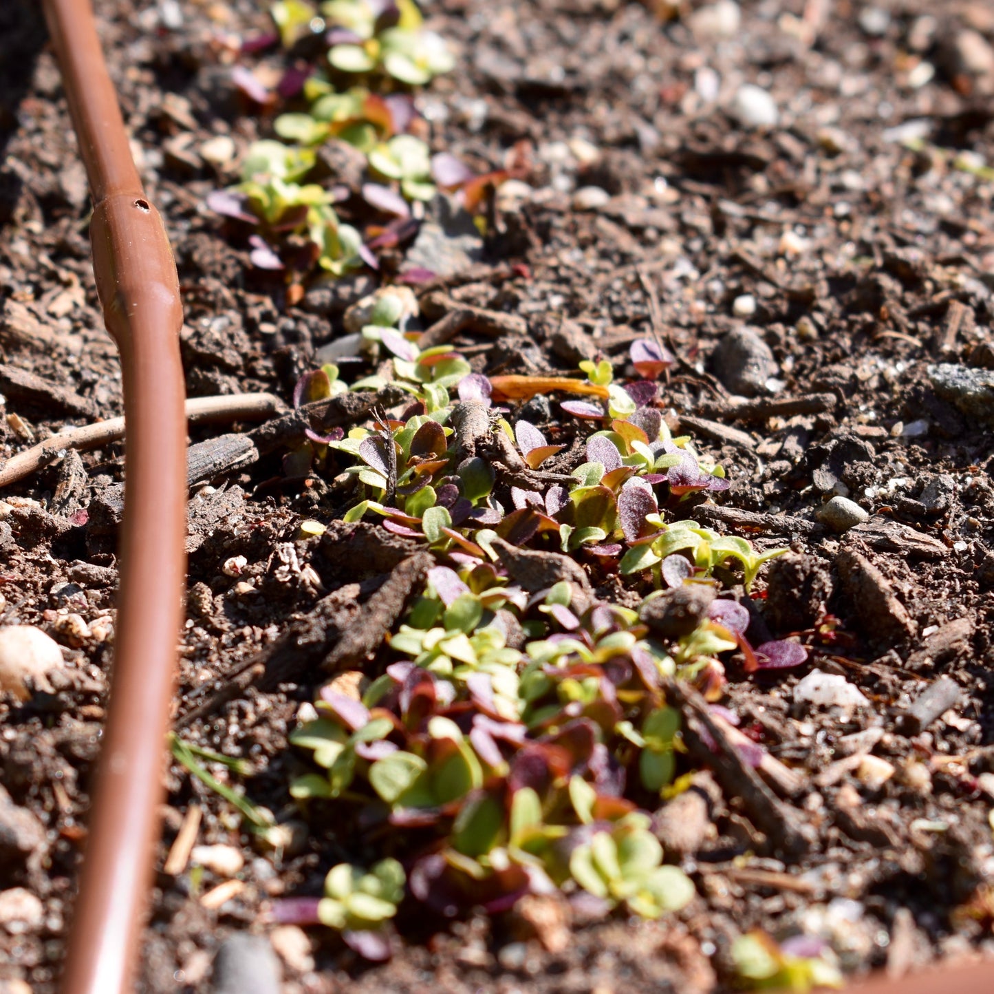 Soil Testing and Recommendation