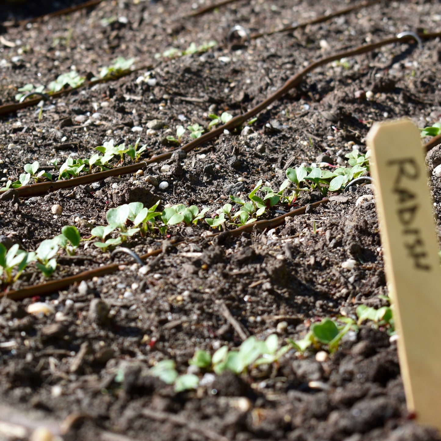 Soil Testing and Recommendation