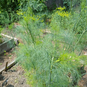 Dill, Bouquet