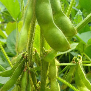 Bean, Panther Edamame