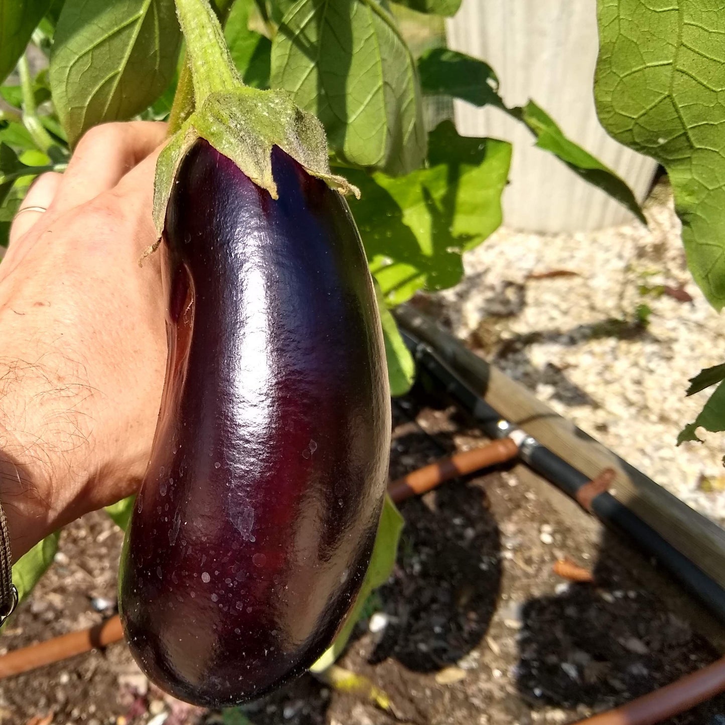 Eggplant, Black Beauty