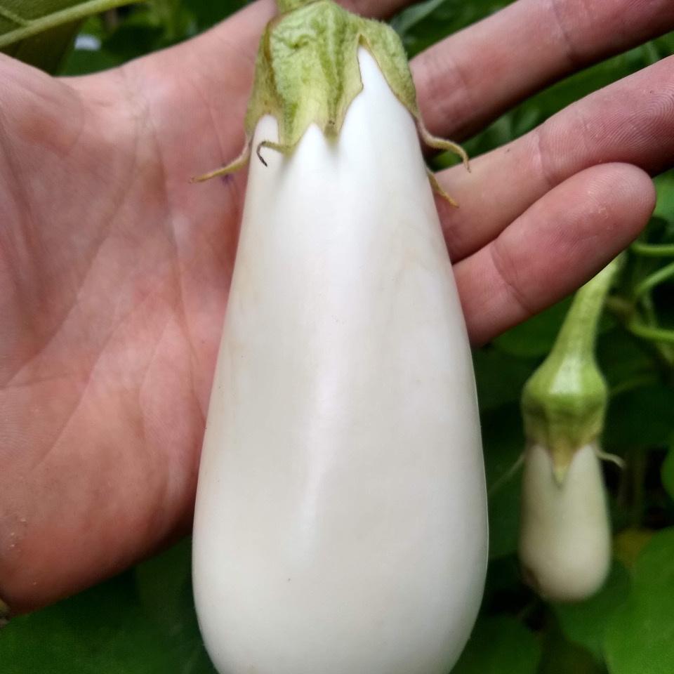 Eggplant, Clare White