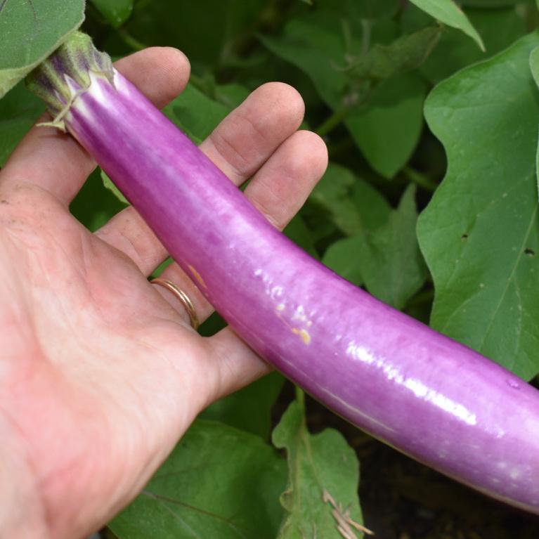 Eggplant, Ping Tung