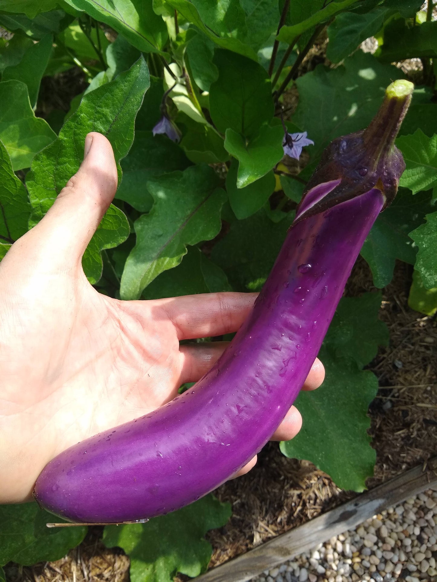 Eggplant, Ping Tung