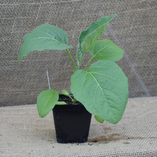 Eggplant, Black Beauty