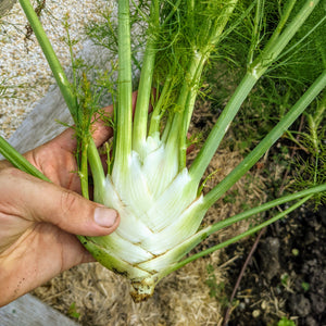 Fennel, Perfection