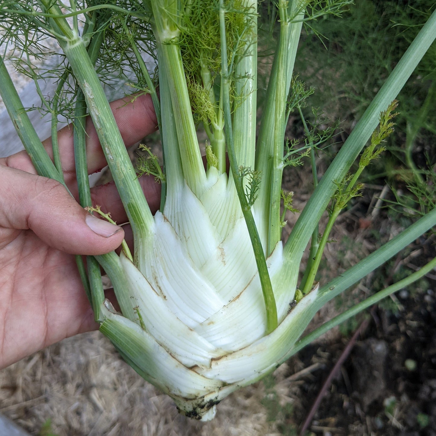 Fennel, Perfection