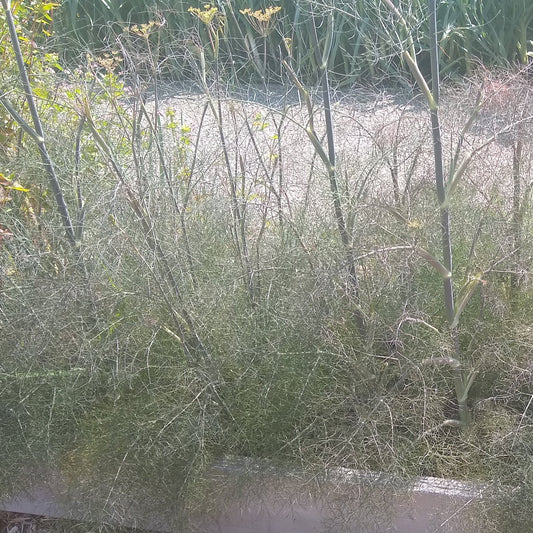 Fennel, Bronze Leaf