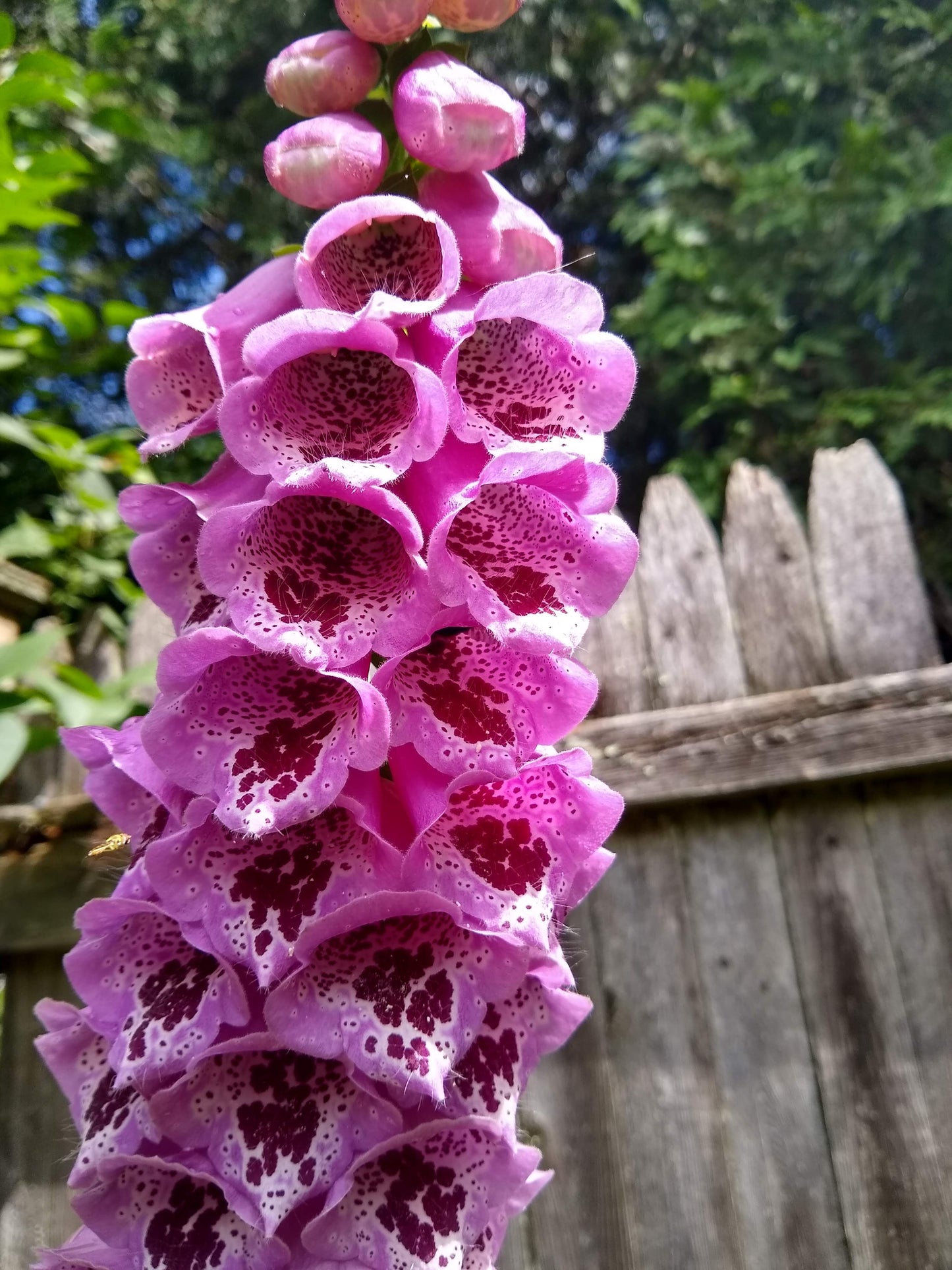 Foxglove, Giant Spotted