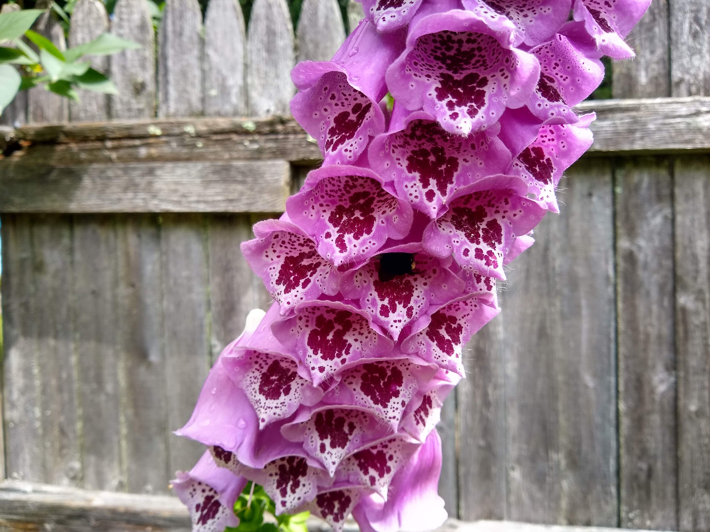 Foxglove, Giant Spotted