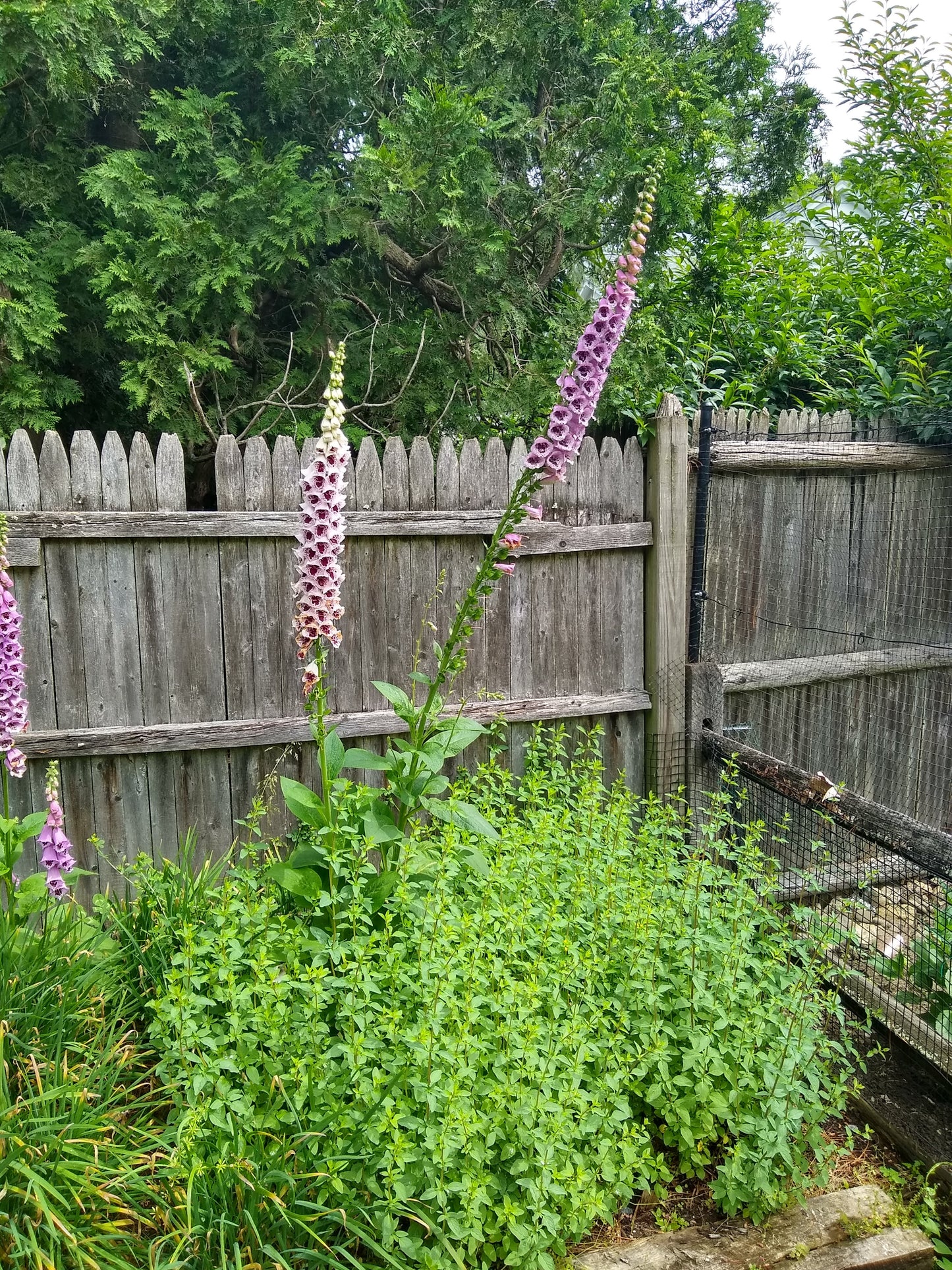 Foxglove, Giant Spotted
