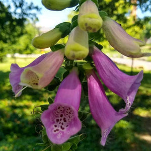 Foxglove, Giant Spotted