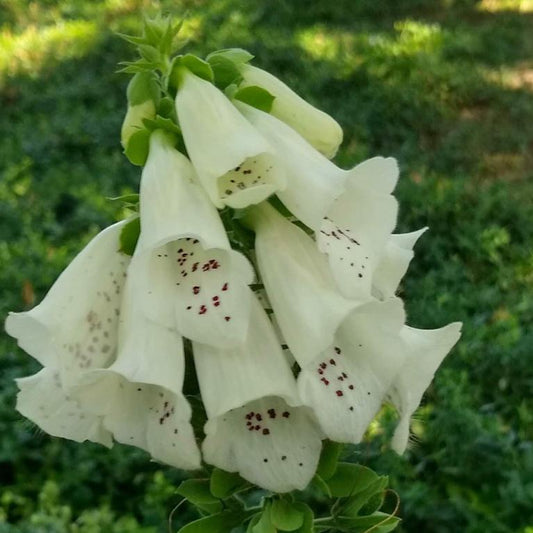 Foxglove, Giant Spotted