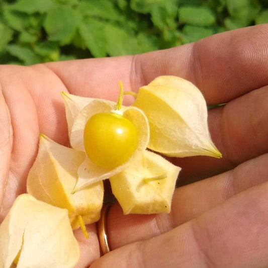 Ground Cherry, Aunt Molly's