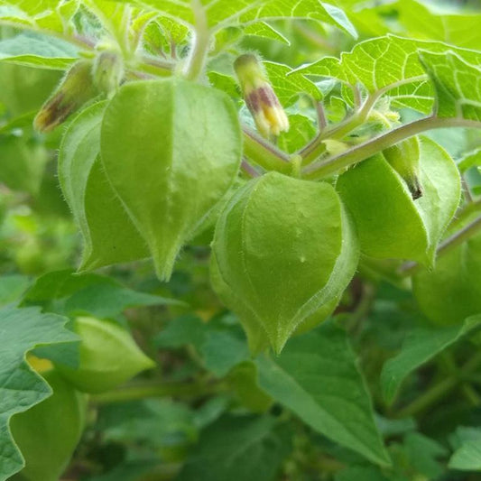 Ground Cherry, Aunt Molly's