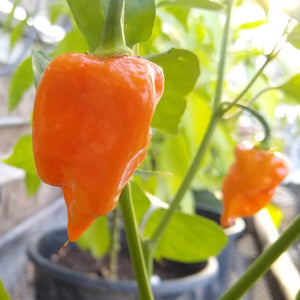 Hot Pepper, Habenaro