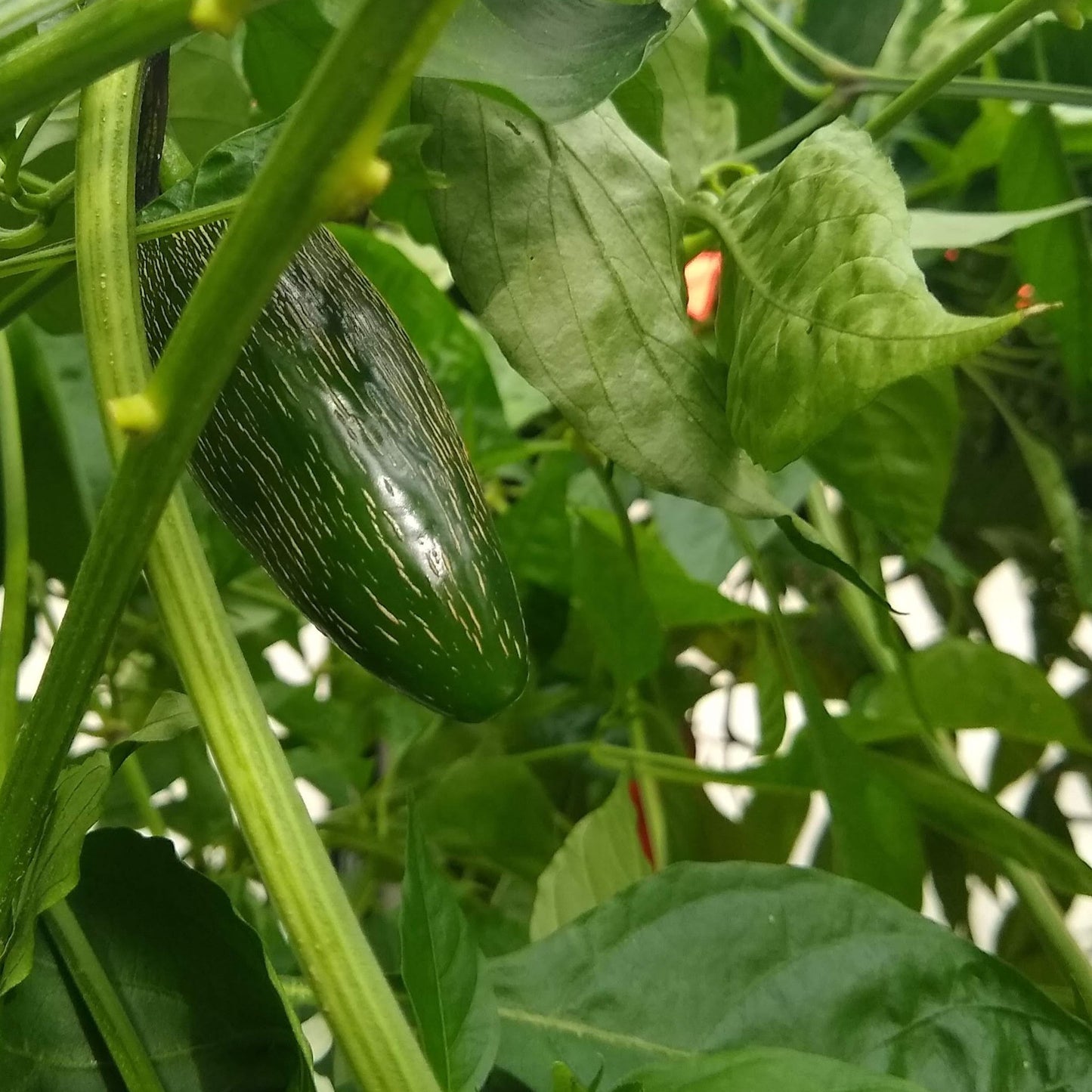 Hot Pepper, Early Jalapeno