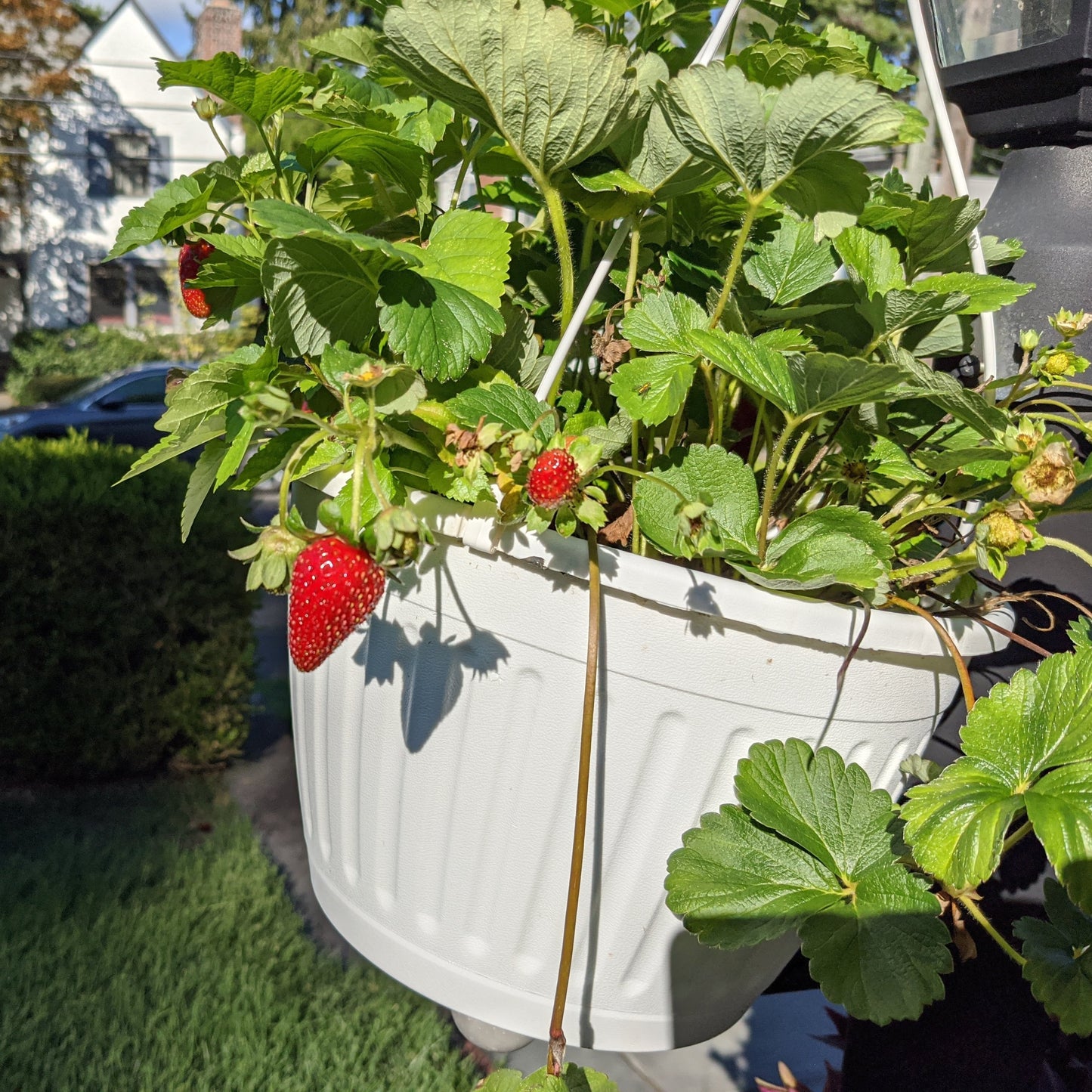 Strawberry, Seascape and Albion Mix