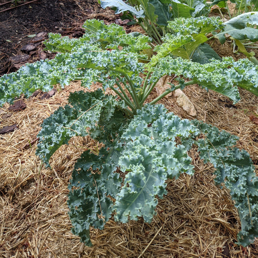 Kale, Winterbor