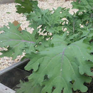 Kale, Red Russian