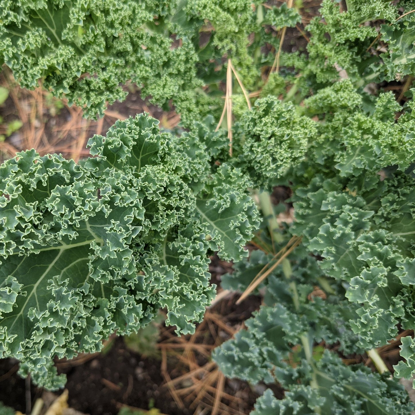 Kale, Winterbor