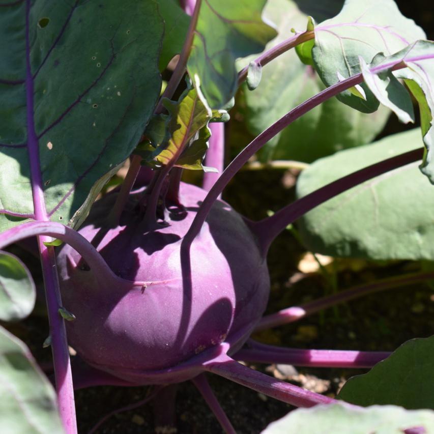 Kohlrabi, Azur Star