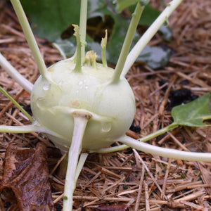 Kohlrabi, White Vienna