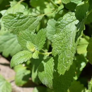 Lemon Balm, Lemon Balm