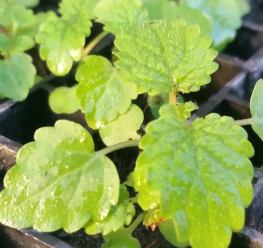 Lemon Balm, Lemon Balm